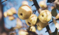 apple picking in ct