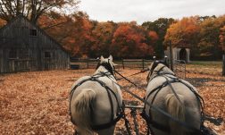 hartford fall